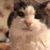 Mick Grahame-Dunn's profile image