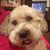 Shannon Young Seyer's profile image