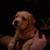 Amanda Rapp-Lange's profile image