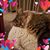 Lesslie Olszewski's profile image