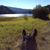 Dawnell Wheeler Scroggin's profile image