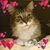 Carol Rheaume's profile image