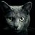 Kitty Kohlhagen's profile image
