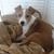 Arlene Ambrus Liechty's profile image