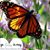 Susan Halstead's profile image