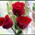 Juanita Carrera's profile image