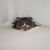 Karen Falasca Strauss's profile image