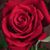Shirley Kraft's profile image