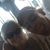 Angie Stevens Sellmyhouse's profile image