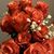 Shellie Fofanah's profile image