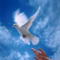 Otilia Rafael's profile image