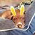 Renee Small Chew's profile image