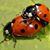 Joaninhas Raras's profile image
