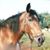 Cheryl Shagas Falconer's profile image