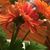 Julie Prinz's profile image