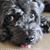 Iris Chang's profile image