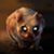Amber Shaw's profile image