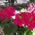 Pam Jackson-Gorsline's profile image
