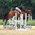 Sandi Terry Everett's profile image