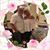 Lily Mancebo's profile image