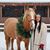 Crista Botticello-Cimino's profile image