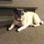 Chris Svanes's profile image