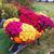 Rivers Greenhouse and Garden-Brandon's profile image