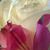 Michelle Gaston-Queen's profile image