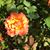 Tommi Sue Nettles's profile image