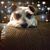 Candy M Crotts's profile image