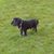 Ursula Wegert's profile image