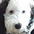 Susan Brookshire's profile image