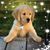 Trischa Stratman- Carr's profile image