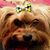 Susan Rapp's profile image