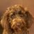 Kathy Caponigro's profile image