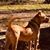 Nancy Lansdale's profile image