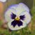 Wenda Wells Halter's profile image