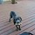Mandy Nicole Schultz's profile image