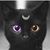 Cari Ava's profile image