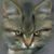 Nichole Koonce's profile image
