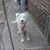 Shanika Renee Williams Passmore's profile image