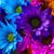Christine Schmidt Turley's profile image