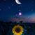 Judy Satterwhite Chwalinski's profile image
