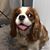 Patti Insalaco's profile image