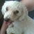 Nancy Schwerz's profile image