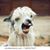 Gene Morris's profile image