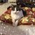 Darlene Smith Cook's profile image