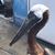 Patricia Blandford DiDomenico's profile image