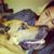 Adelina Marie Bazan's profile image