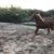 Cesar Roque Hurtado Colosia's profile image